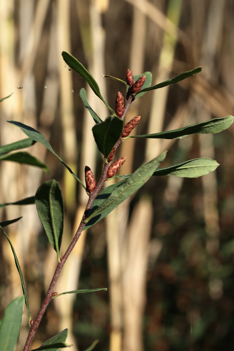 Image of Myrica gale specimen.