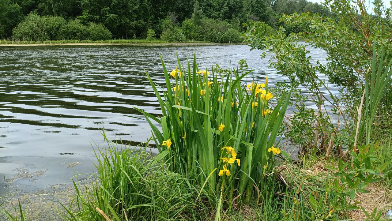 Изображение особи Iris pseudacorus.