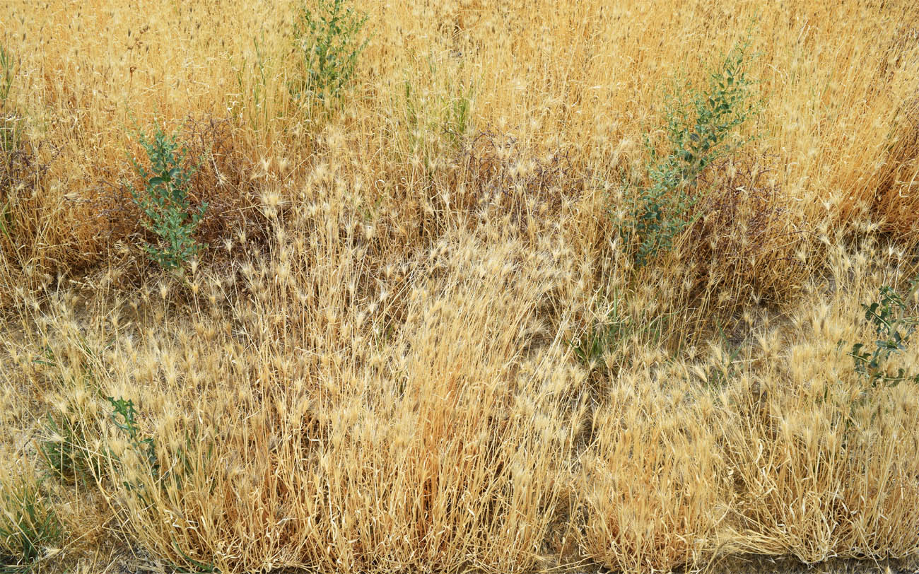Image of Hordeum leporinum specimen.