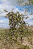 Malus domestica. Угнетённое молодое растение с молодой листвой. Беларусь, Витебская обл., сев. окр. пос. Езерище, луг на границе заболоченным ивняком. 09.05.2025.