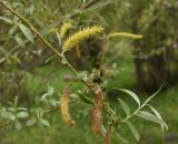 род Salix