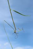Poa pratensis