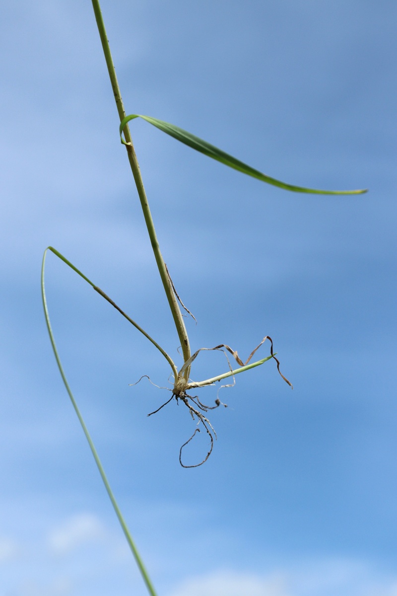 Image of Poa pratensis specimen.