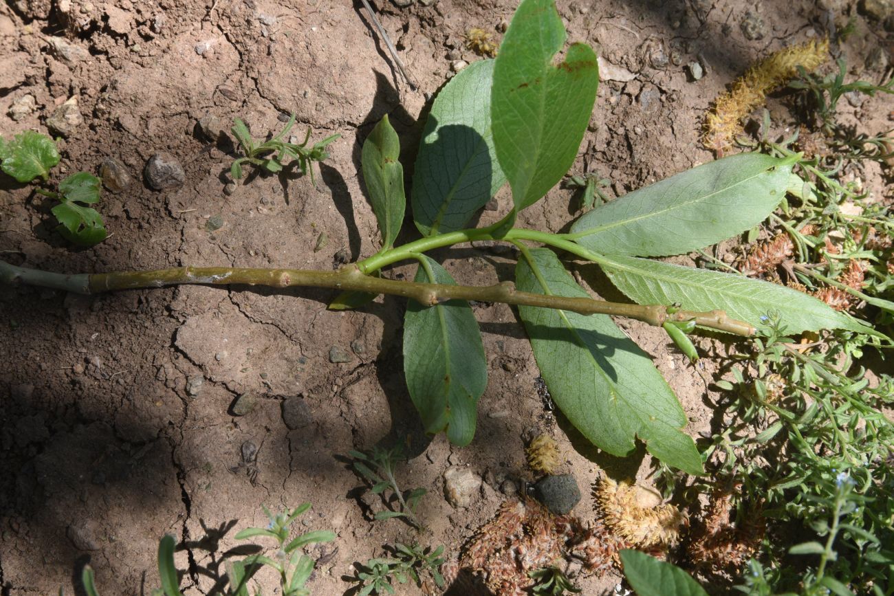 Image of genus Salix specimen.