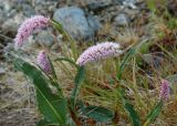 Bistorta officinalis. Верхушка зацветающего растения. Коми, Интинский р-н, пос. Желанный, Приполярный Урал, долина р. Балбанью, низинка у временного водотока. 12.07.2010.