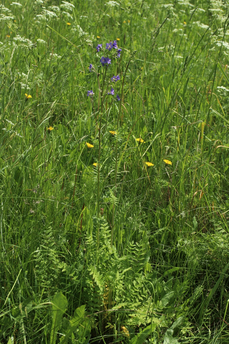 Image of Polemonium caeruleum specimen.