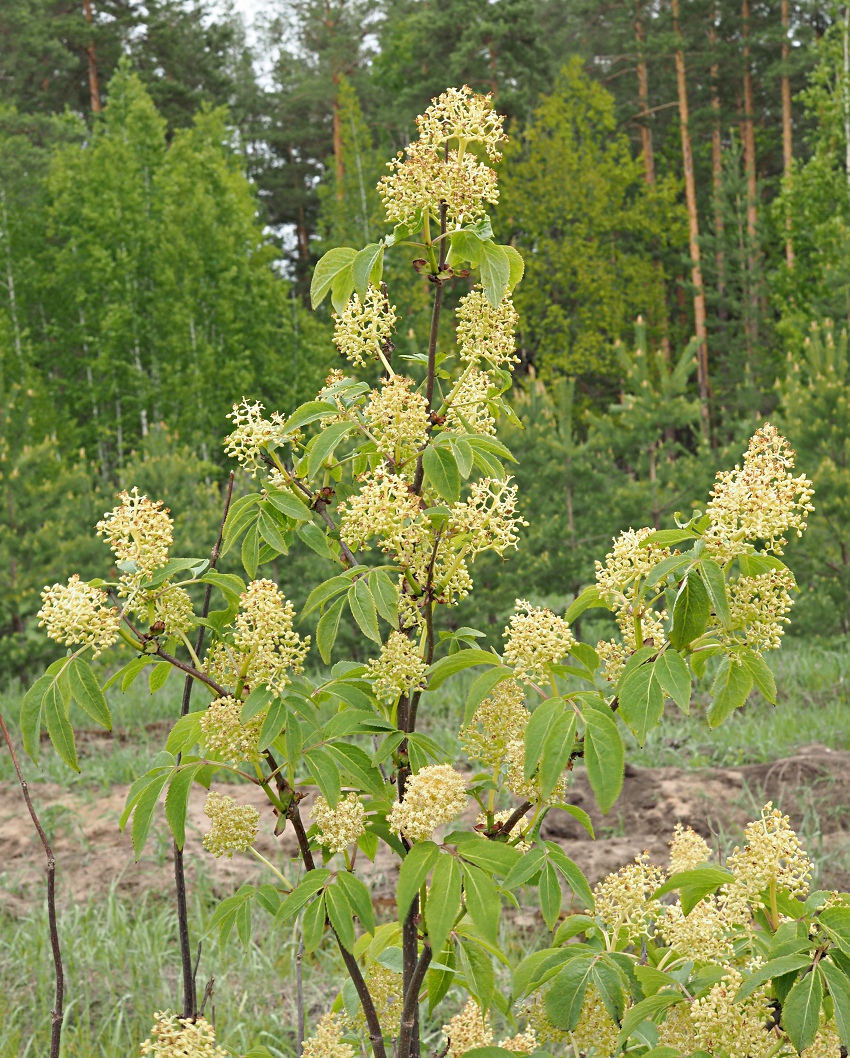 Image of Sambucus racemosa specimen.