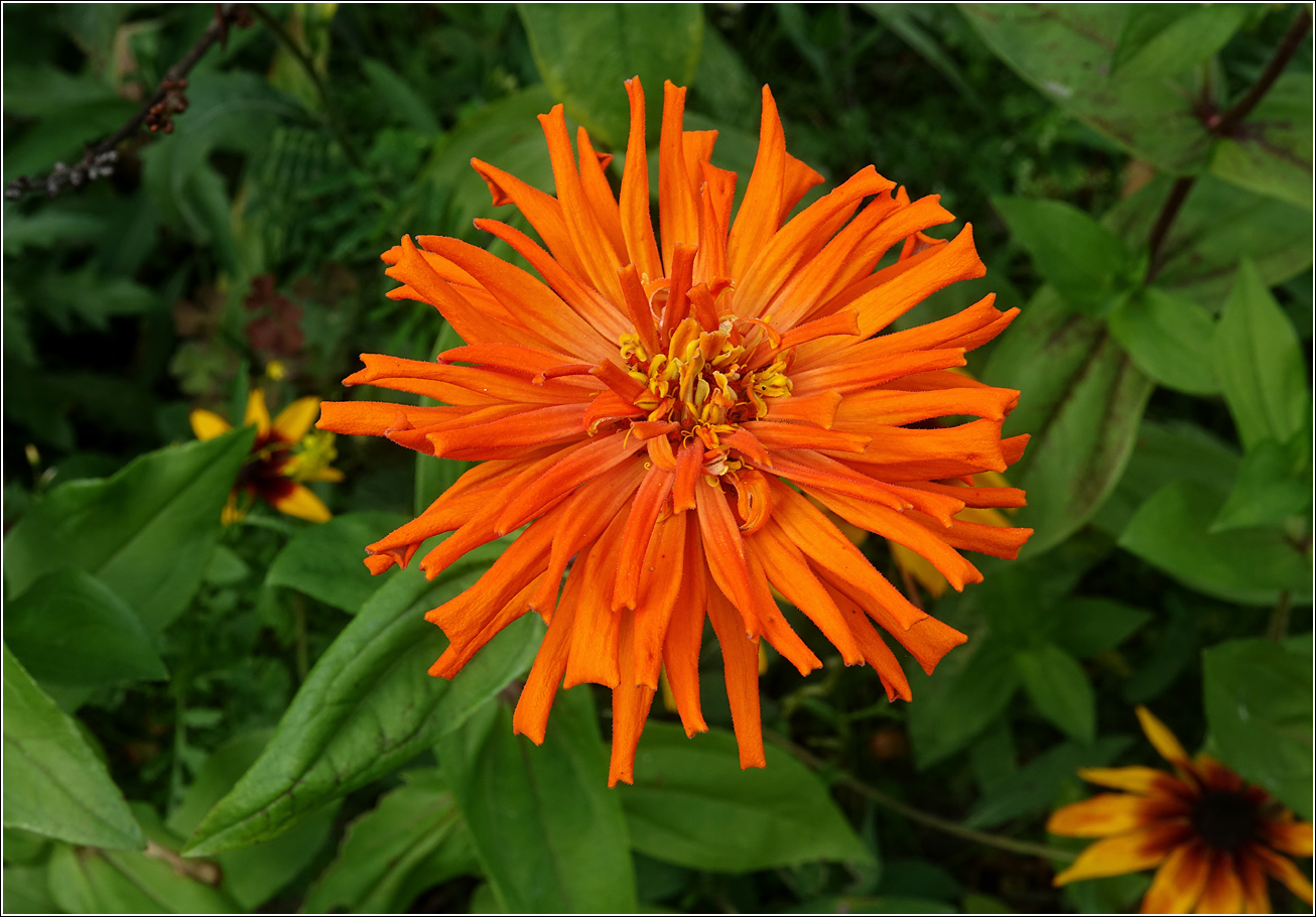 Image of Zinnia elegans specimen.
