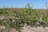 Oxybasis chenopodioides. Цветущие растения. Крым, Бахчисарай, вдхр. Эгиз-Оба, обнажившееся после спада воды глинистое дно. 21.09.2025.
