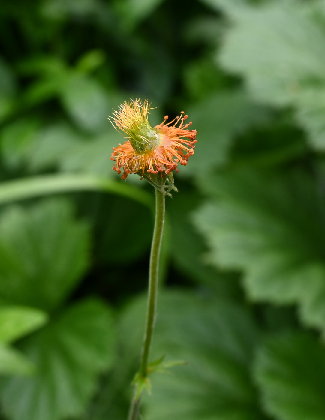 Image of Geum quellyon specimen.