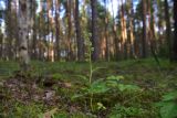 Epipactis helleborine
