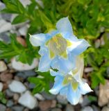 Gentiana angustifolia