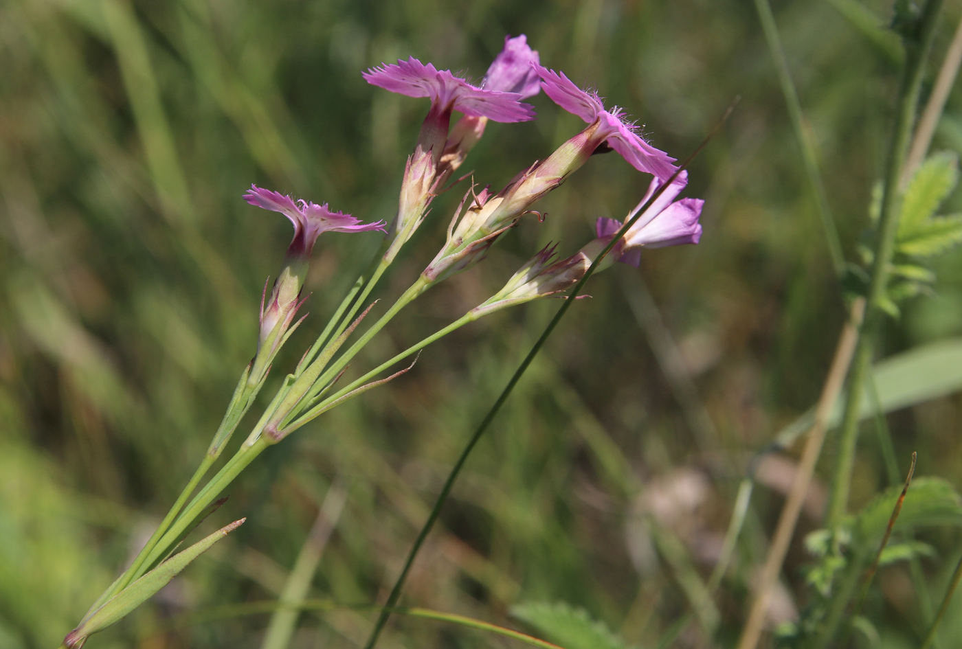 Image of Dianthus eugeniae specimen.