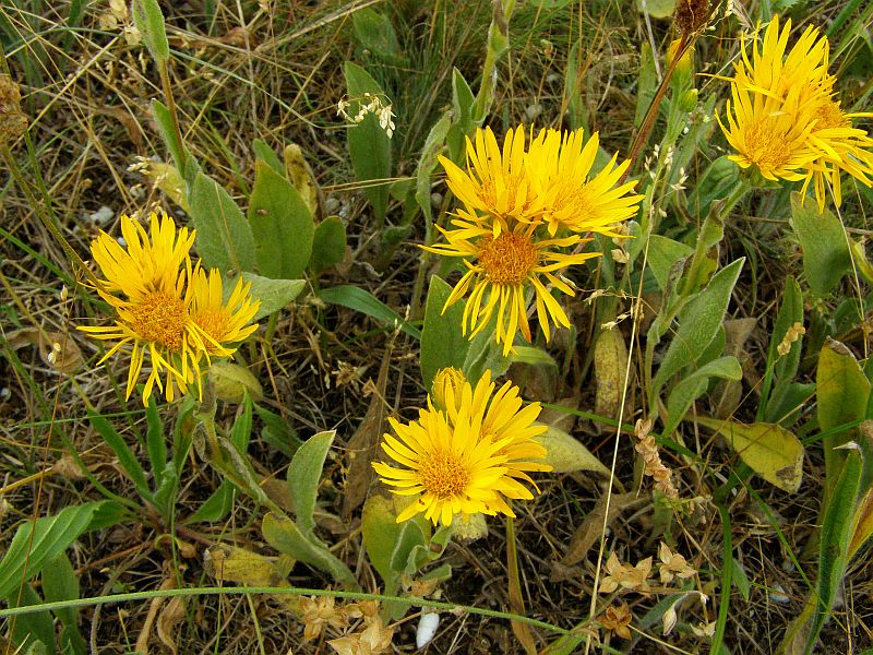 Image of Inula oculus-christi specimen.