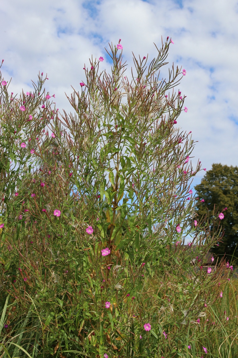 Изображение особи Epilobium hirsutum.