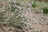 Limonium michelsonii. Побеги с плодами. Казахстан, Алматинская обл., хр. Торайгыр, каньон по левому берегу р. Чарын в 3 км к с.-з. от ур. Куртогай, мелкозёмистый склон. 7 июня 2025 г.