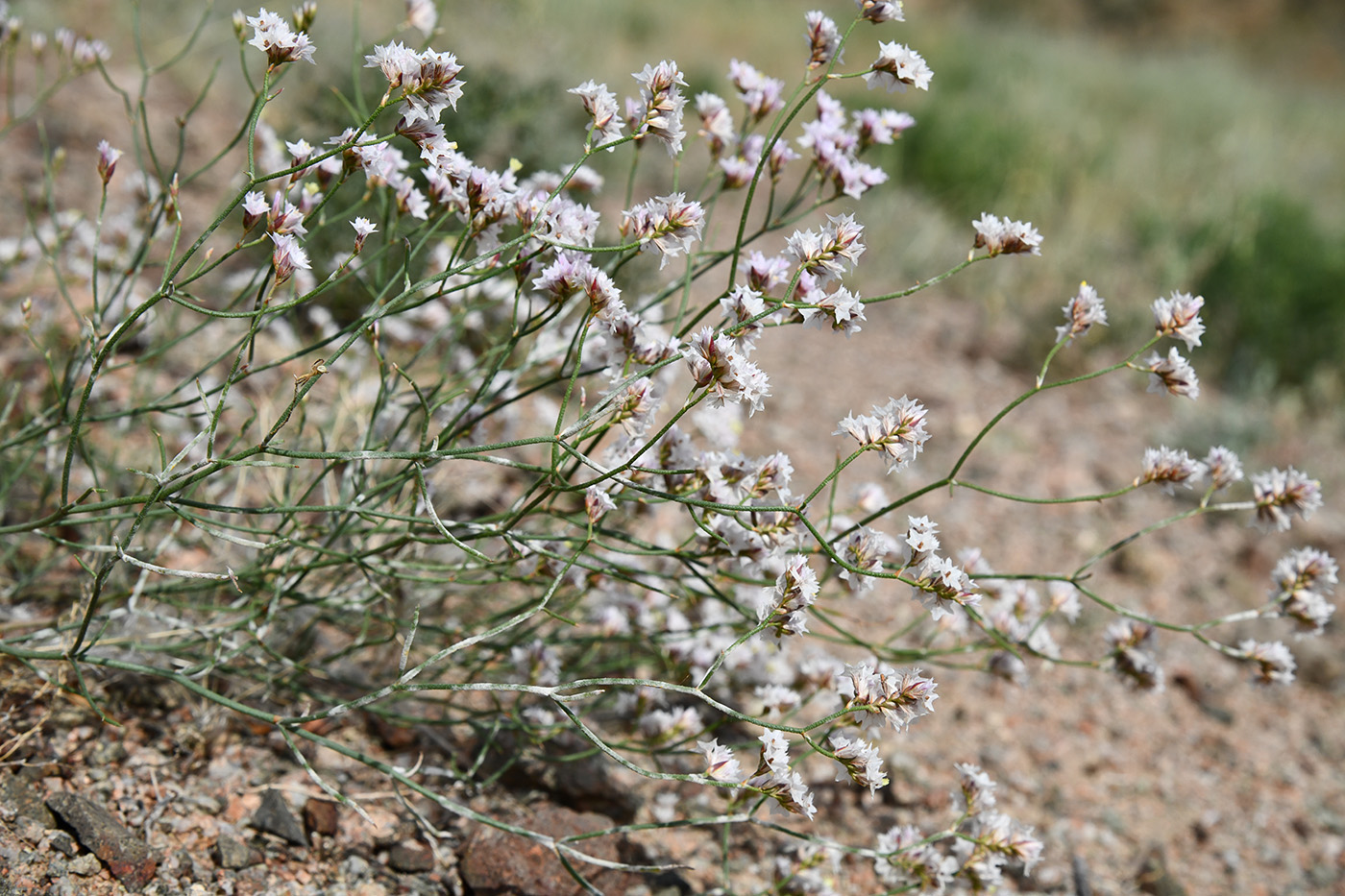 Image of Limonium michelsonii specimen.