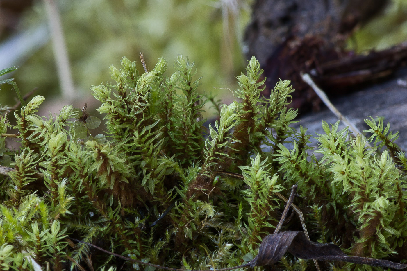 Image of Aulacomnium palustre specimen.