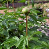 Paeonia lactiflora. Верхушка побега с бутоном. Свердловская обл., окр. г. Североуральск, дачный участок. 21.06.2025.