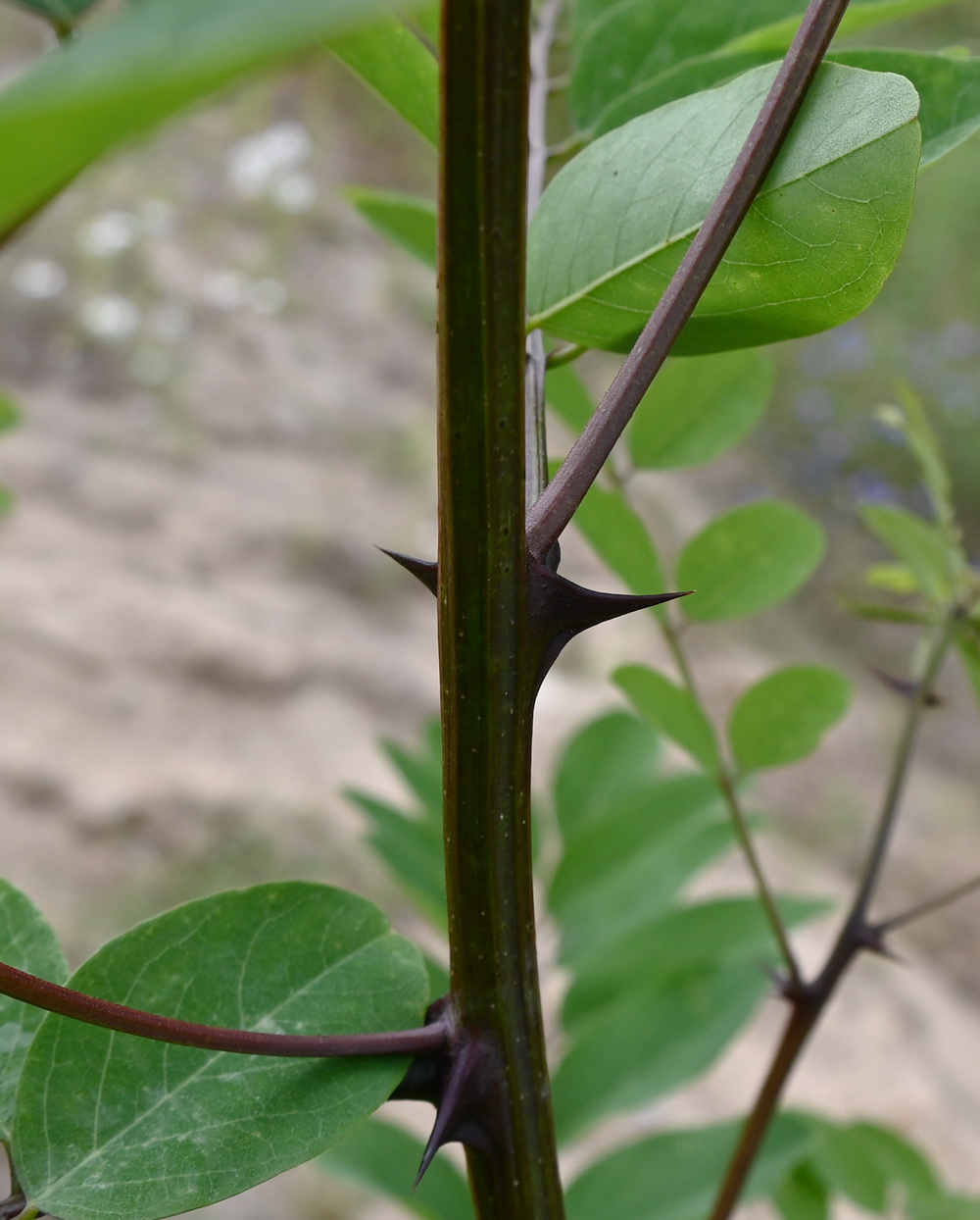 Image of genus Robinia specimen.