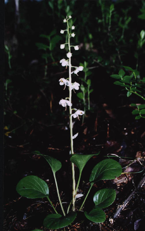 Изображение особи Pyrola rotundifolia.