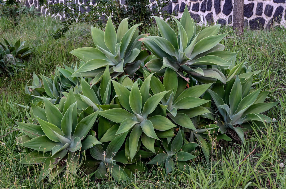 Изображение особи Agave attenuata.