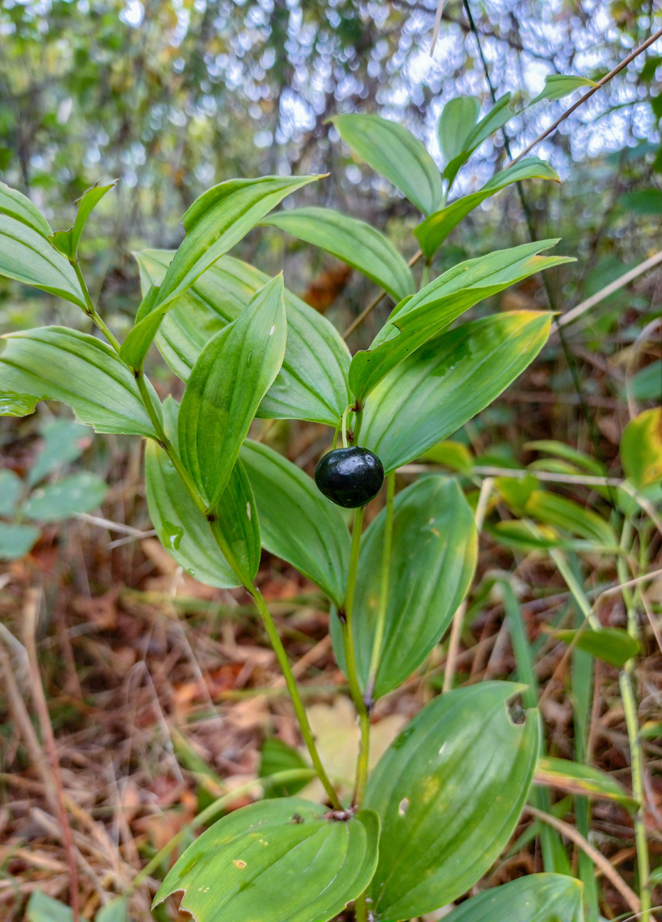 Изображение особи Disporum smilacinum.