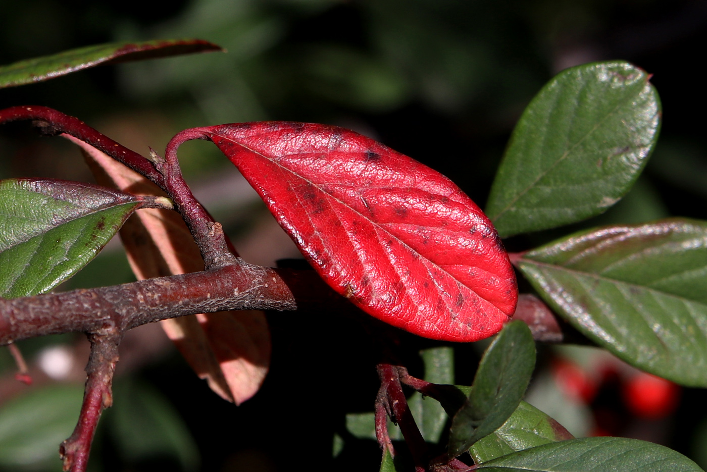 Image of Cotoneaster glaucophyllus var. serotinus specimen.