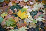 Acer platanoides. Опавшие листья в осеннем окраче. Москва, Выхино, аллея вдоль МКАД. 09.10.2014.