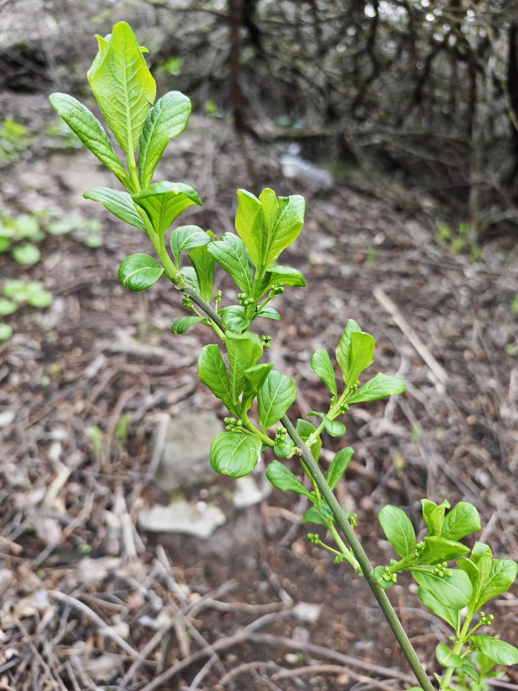 Изображение особи Неопознанный вид.