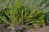 Limbarda crithmoides. Цветущее растение. Португалия, г. Лиссабон, берег реки. 10.08.2025.