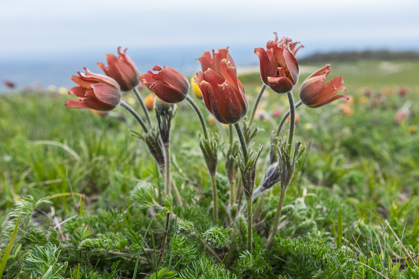 Image of Pulsatilla albana specimen.
