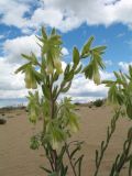 Onosma transrhymnensis. Побег с соцветиями. Казахстан, Восточно-Казахстанская обл., Самарский р-н, окр. Казнаковской переправы; Зайсанская котловина, Кулуджунские пески. 14 мая 2026 г.