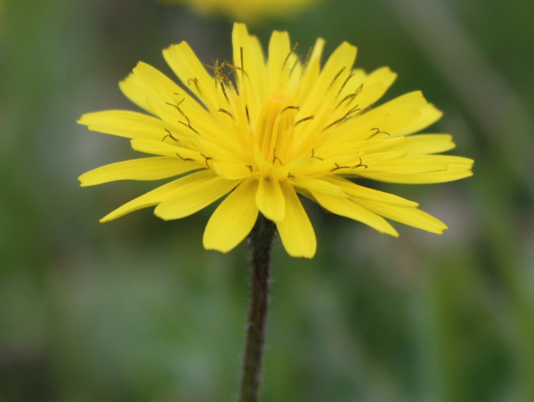 Image of Lagoseris sancta specimen.