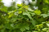 род Acer