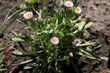 Erigeron glaucus