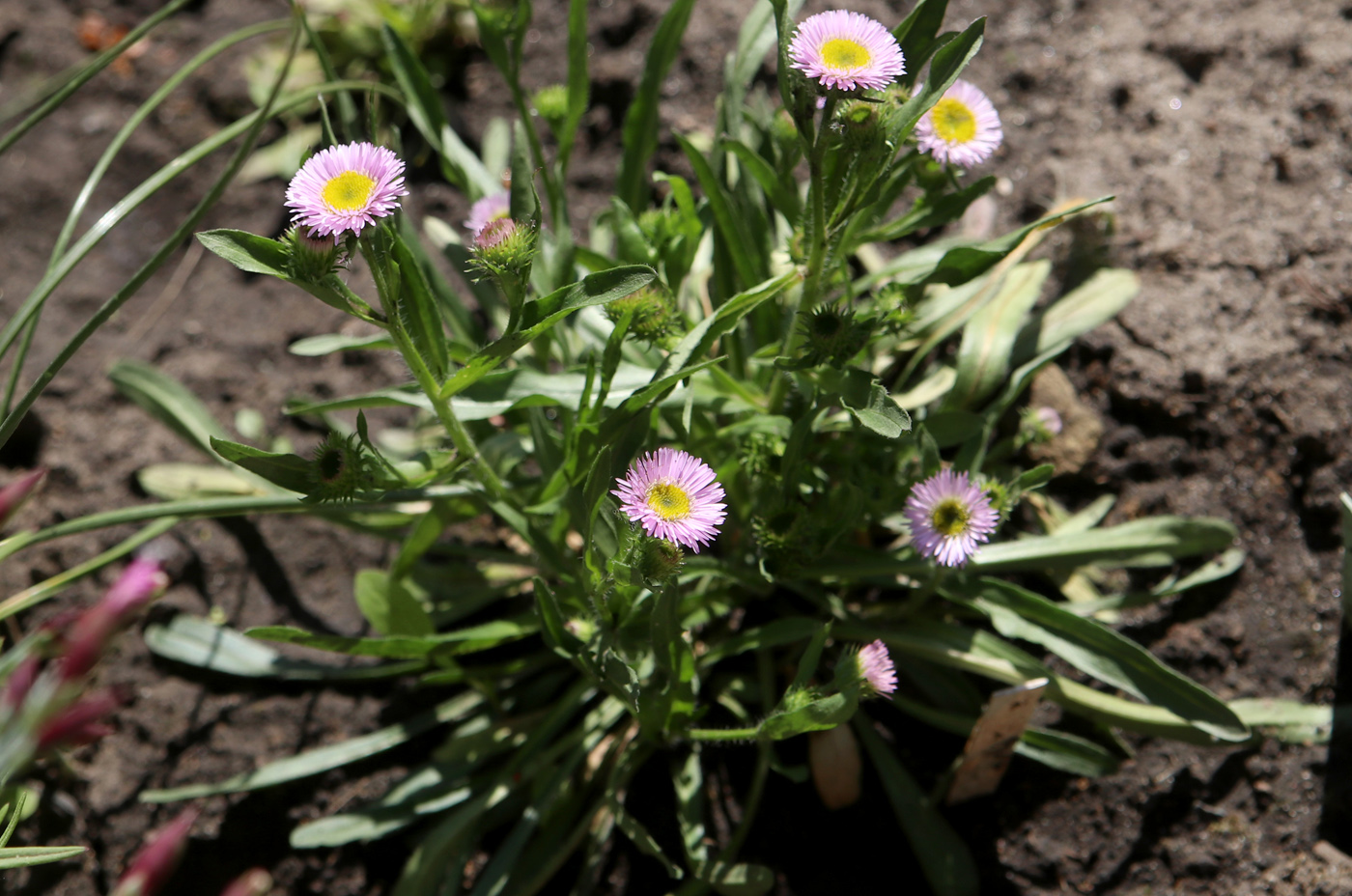 Изображение особи Erigeron glaucus.