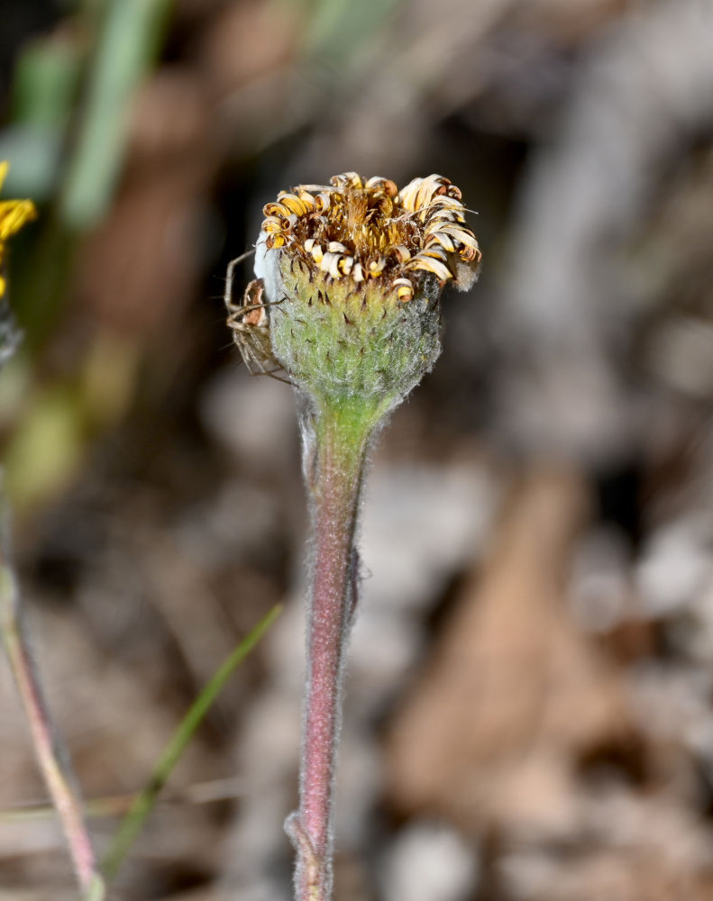 Image of Pulicaria odora specimen.