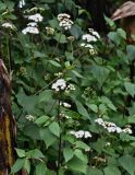 Ageratina adenophora