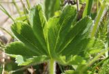 Alchemilla subcrenata. Лист (вид на верхнюю поверхность). Ленинградская обл., Ломоносовский р-н, окр. дер. Мал. Забородье, берег пруда, лужок. 21.05.2025.