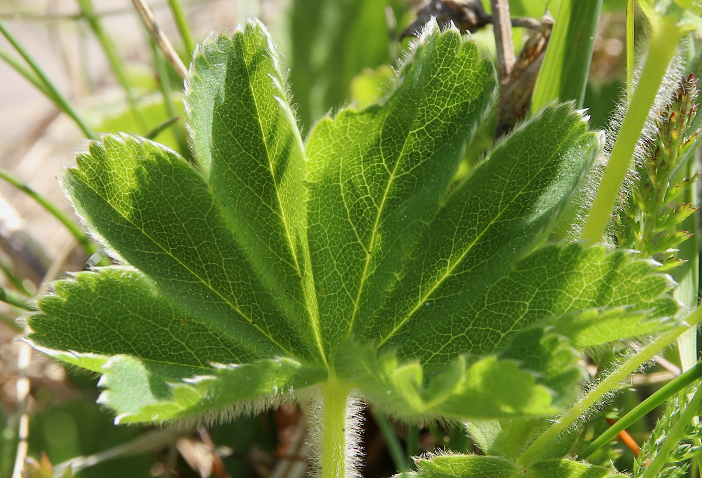 Изображение особи Alchemilla subcrenata.