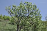 Sorbus aucuparia. Зацветающее растение. Крым, Караби-яйла, ур. Чигенитра, травяно-кустарниковый склон. 16.05.2026.