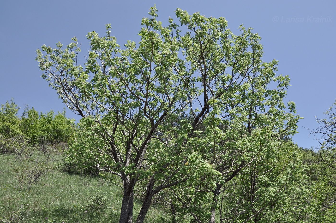 Изображение особи Sorbus aucuparia.