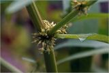 genus Rumex