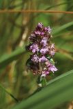 Thymus ovatus