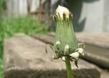 род Taraxacum