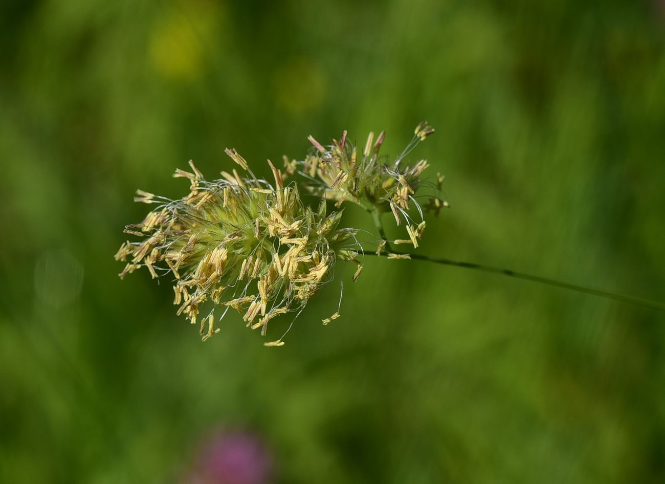 Изображение особи Dactylis glomerata.