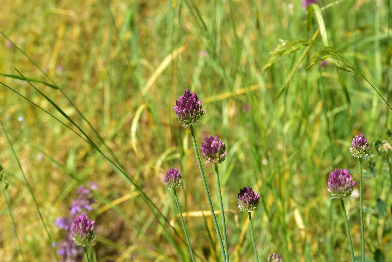 Image of genus Allium specimen.