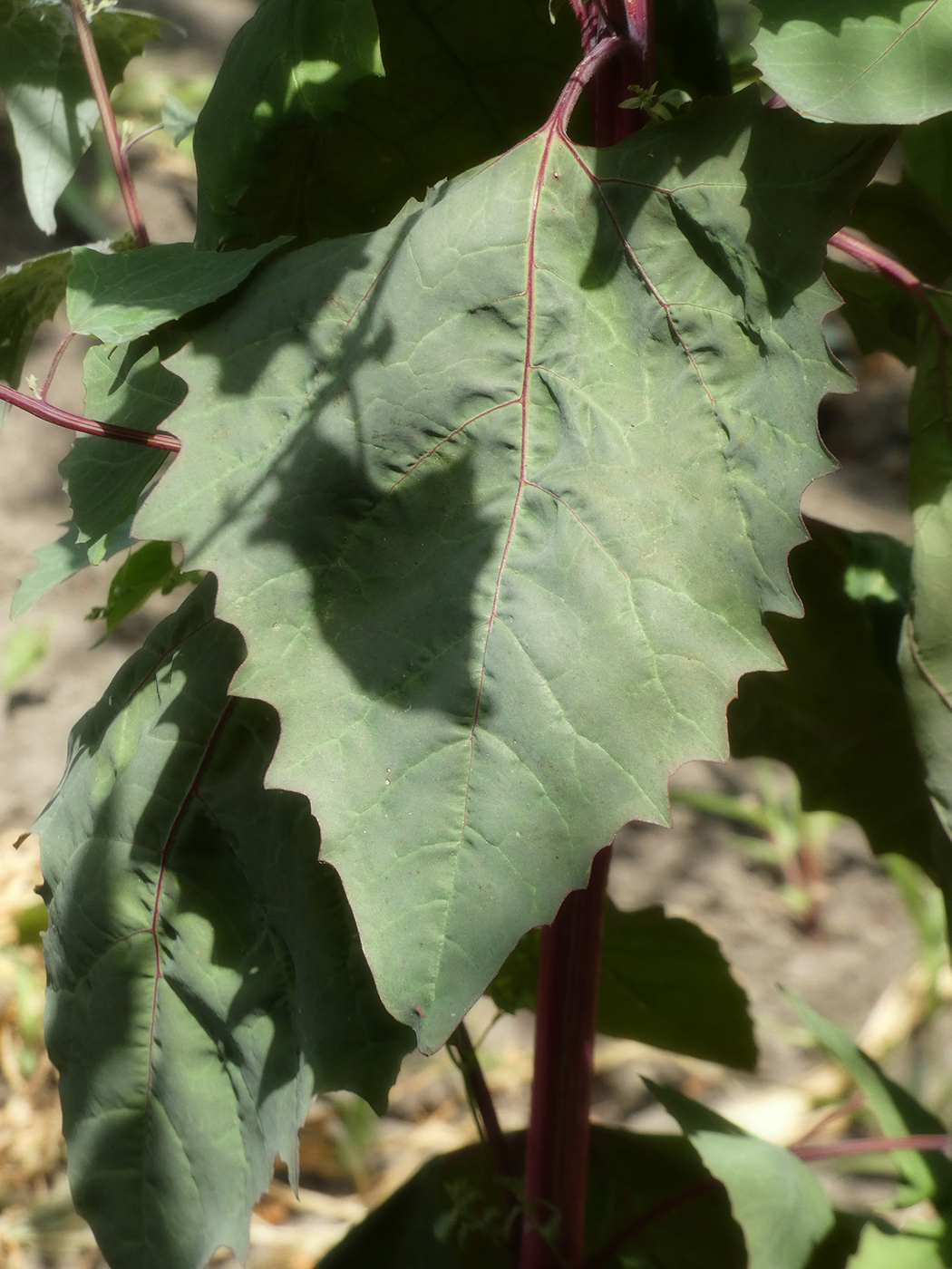 Изображение особи Atriplex hortensis.