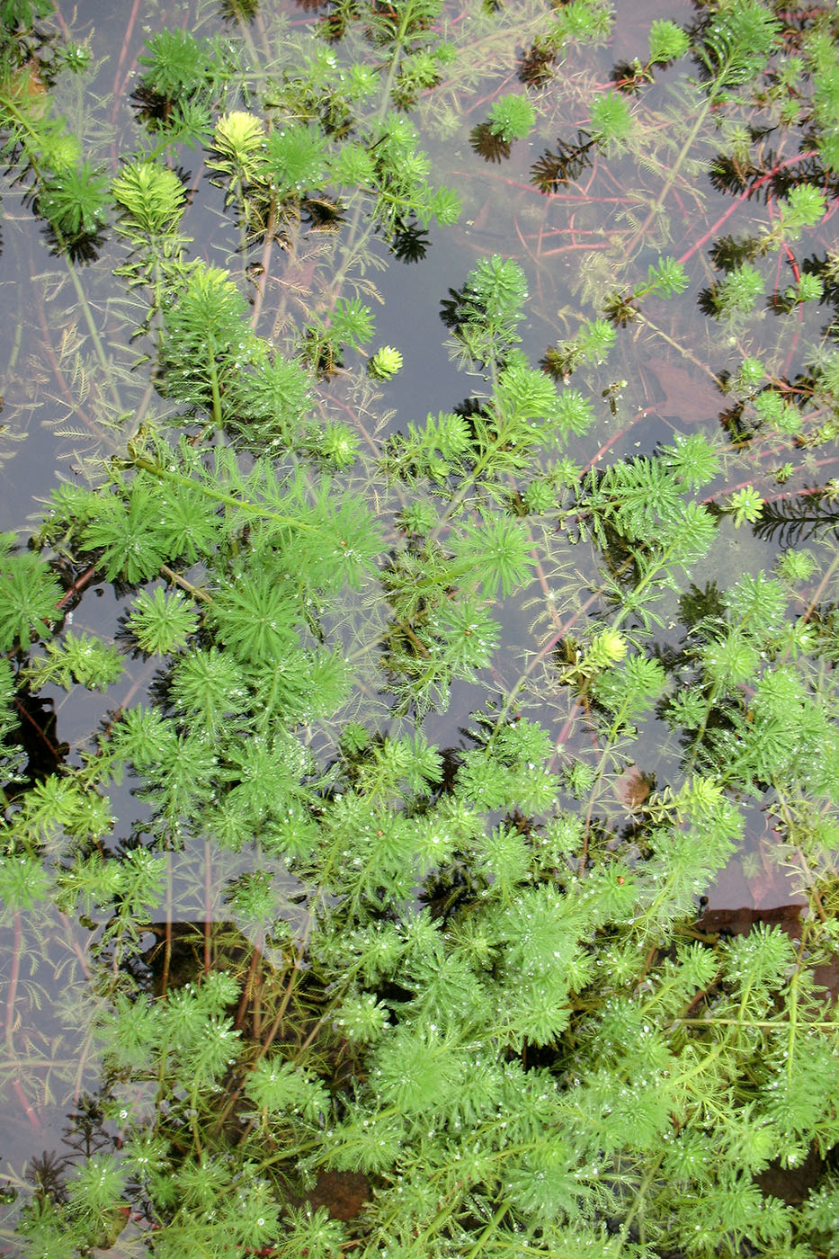 Image of genus Myriophyllum specimen.